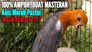 100% AMPUH BUAT MASTERAN ANIS MERAH PASTOL AGAR BUNYI DAN NGEPLONG GACOR