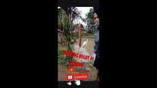 MANCING BELUT DI SAWAH EHH MALAHH DAPET...