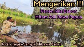 SubhanAllah  Ikan Nila Babon Liar di Rawa Papua Ini Terlalu Rakus Sampai Joran Tegek Dibawa Kabur