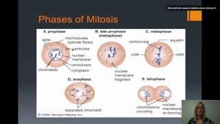 Cell Division - Mitosis