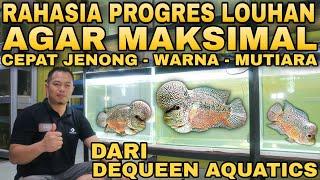 RAHASIA Tips MUDAH Progres LOUHAN Atau PERAWATAN LOHAN Agar MAKSIMAL By Dequeen Aquatics