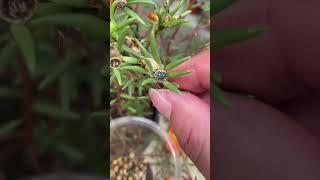 How to collect portulaca seed #seeds #shorts #portulaca #trending #flowers #gardening #mossrose