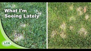 Lawn Disease 2020 Pythium vs Dollar Spot Pictures and Identification Strategies