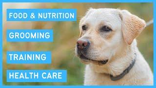 Labrador Retriever 101 - Feeding Grooming Training Exercise & Health care