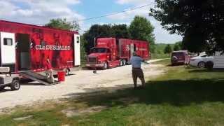 Budweiser Clydesdales