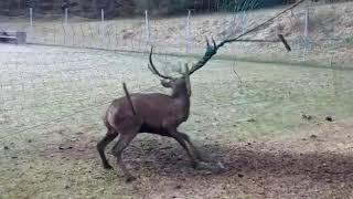 Cervo impigliato nella rete a Cortina