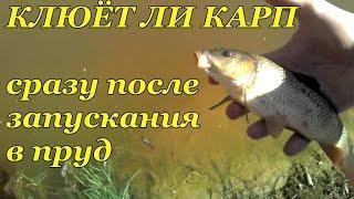 ПРУД СВОИМИ РУКАМИ. КАРП. 2 Клюёт ли карп сразу после зарыбления в пруд