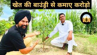 इस पौधे से कमाए करोड़ों  Mahogany Tree Farming in India  Swietenia Mahagoni7015842336