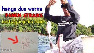 Cara mencampur umpan bulu   Umpan ini paling disukai semua jenis ikan