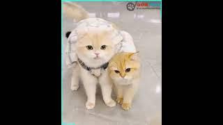 #kucing #kucinglucu #cat #funnyvideo #videolucu #catlover #funnyanimal #funnycat