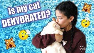 IS MY CAT DEHYDRATED? Heres how to tell and what to do - Cat Lady Fitness