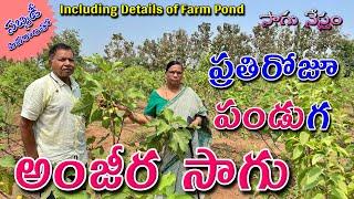 Anjeer Cultivation  Fig  అంజీర సాగు  Farm pond  ప్రతిరోజూ దిగుబడినిచ్చే అంజూర  Sagu Nestham