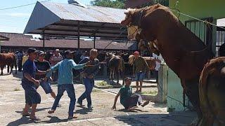 KAKINYA SAMPAI PATAH... SAPI NG4MUK HAMPIR INJAK ORANG‼️