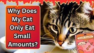 Why Do Cats Prefer To Eat Little And Often?