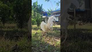 Brood Cock Green Legs #rooster #birds #chicken #ayam