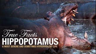 True Facts Hippopotamus