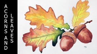 Watercolor Acorns and Leaves