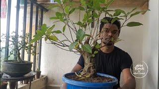 wiring on ficus racemosa  gulhad  hindi