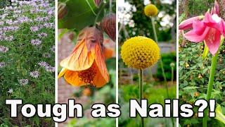 15 Easy to Grow at home Perennial Plants + survived heat drought + neglect in humid zone 8 garden