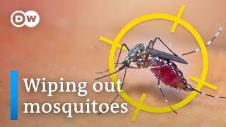 We could kill all mosquitoes but should we?