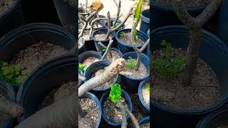 ROOTING PLUMERIA #plumeria #gardening #garden #hawaii