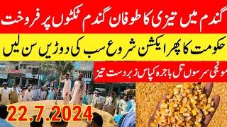 wheat new gandam rate todaywheat price today in punjabMakki ka rate today punjab