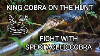 Deadly venomous King cobra on the hunt vs. Spectacled cobra and Malabar pit viper Indian snakes