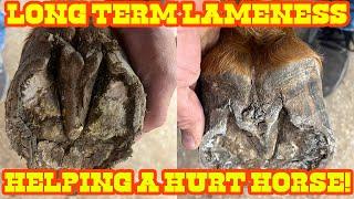 HELPING A HURT HORSE - LONG TERM LAMENESS