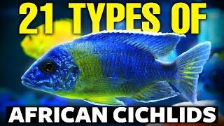 21 BEST Types Of African Cichlids 