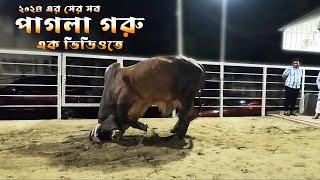 পাগলা গরু  Pagla goru 2024   Biggest Cow in Sadeeq Agro  The Taste Ranger