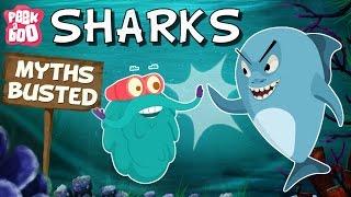 Sharks – Myths Busted  The Dr. Binocs Show  Educational Videos For Kids