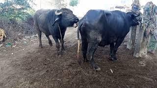 natural animal cross meeting#animals #meating animal natural buffalo meeting and cow mating