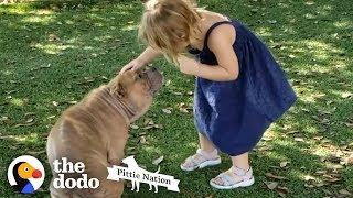 Sick Shelter Pit Bull Captures 2-Year-Old Girls Heart  The Dodo Pittie Nation