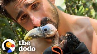 Baby Toucan Learns To Fly  The Dodo