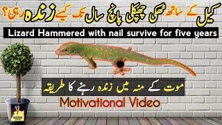 Lizard hammered with nail survive for 5 years  Motivational video Urdu motivational story 