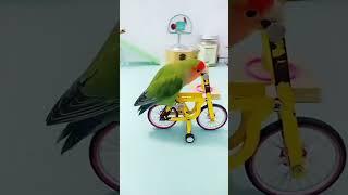 Parrot smart  show #parrotshorts #shorts