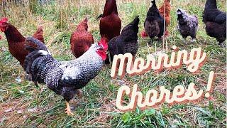 Morning Chores Vlog
