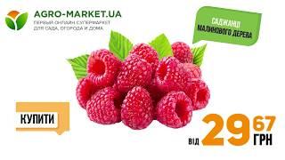 КУПИТЬ САЖЕНЦЫ МАЛИНОВОГО ДЕРЕВА  Agro-Market.ua