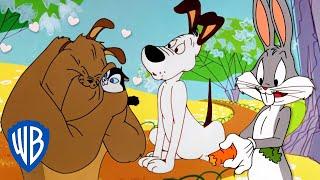 Looney Tuesdays  Looney Dogs   Looney Tunes  @WB Kids