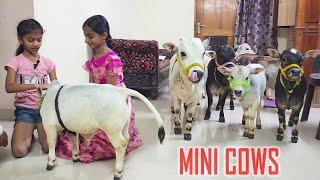 Adorable Mini Cows Visit Our House  They are the Cutest   Nadipathy Goshala