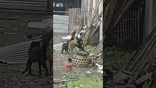 hujan tak menyurutkan pertarungan anjing ganas