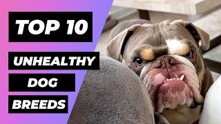 Top 10 UNHEALTHIEST Dog Breeds  1 Minute Animals