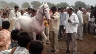 Horse Dance Jai Ramdev pir Ranvav