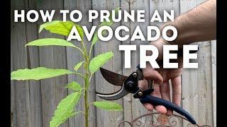 How to Prune an Avocado Tree