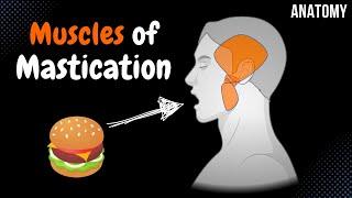 Muscles of Mastication Origin Insertion Function  Anatomy