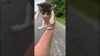 Man Rescues Stray Kitten  #cute #cutecat #animals