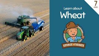 Learn about wheat with George the Farmer