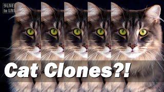 What the Pet Cloning Industry Won’t Tell You The Dark Side of Cloning Your Cat