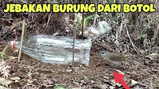 JEBAKAN BURUNG DARI BOTOL UNIK DAN AMPUH 