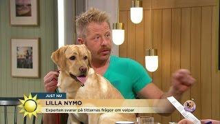 Så lär du valpen att bli rumsren - Nyhetsmorgon TV4